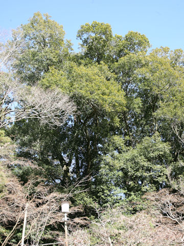 Castanopsis sieboldii