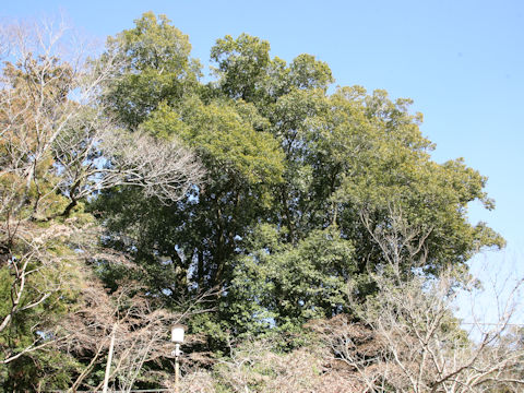 Castanopsis sieboldii