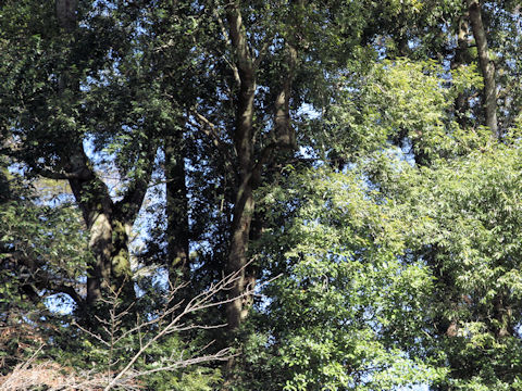 Castanopsis sieboldii