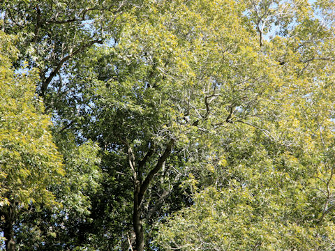 Castanopsis sieboldii