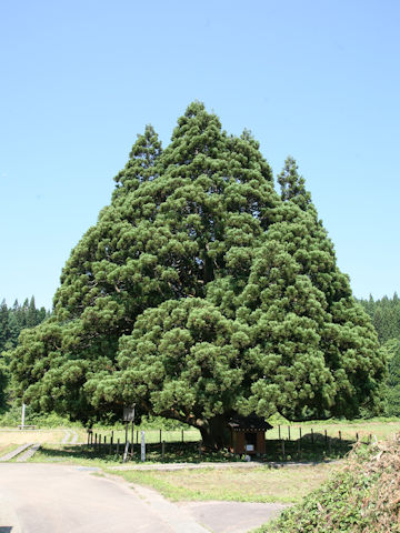 Cryptomeria japonica