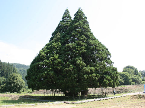 Cryptomeria japonica