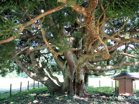 Cryptomeria japonica