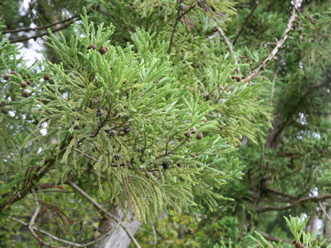 Cryptomeria japonica