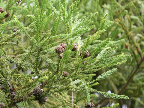 Cryptomeria japonica