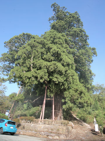 Cryptomeria japonica