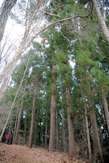 Cryptomeria japonica