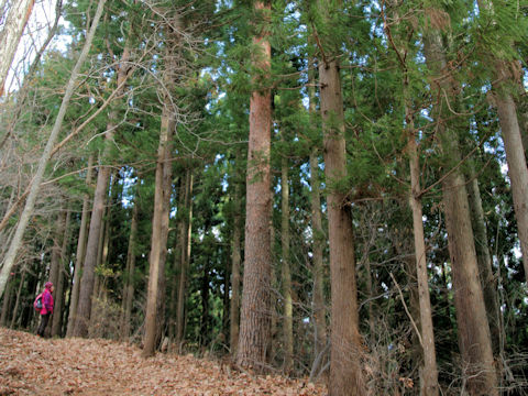 Cryptomeria japonica