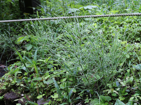Equisetum arvense