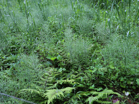 Equisetum arvense
