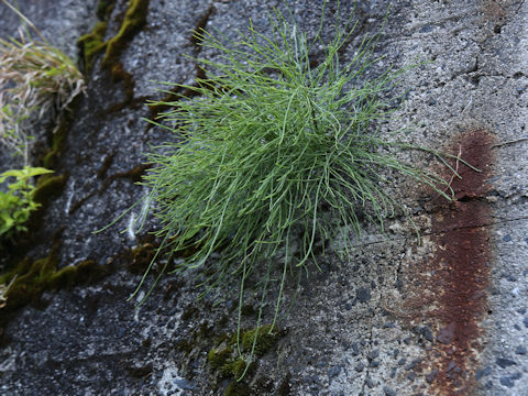 Equisetum arvense