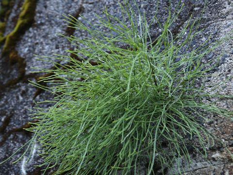 Equisetum arvense