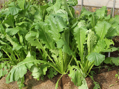 Brassica rapa var. neosuguki