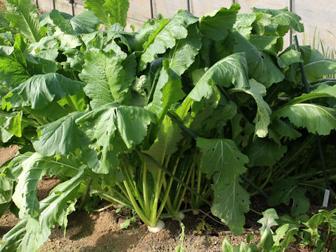 Brassica rapa var. neosuguki