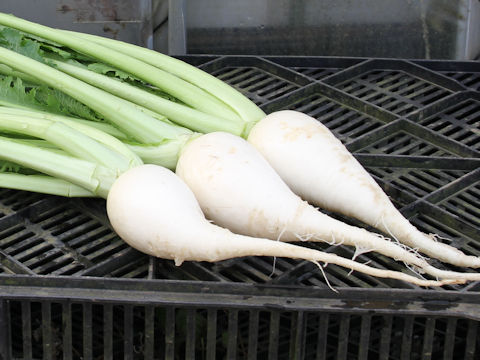 Brassica rapa var. neosuguki