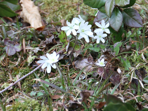 Hepatica nobilis var. japonica f. variegata