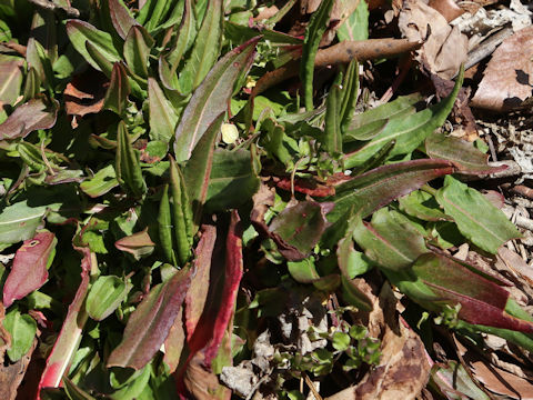 Rumex acetosa