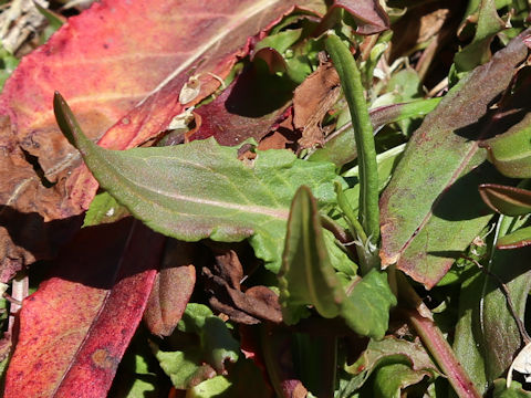 Rumex acetosa