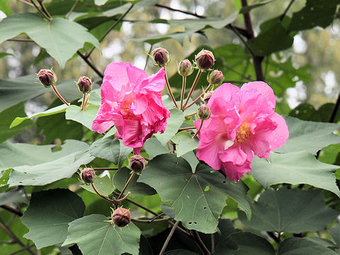 Hibiscus mutabilis cv. Versicol