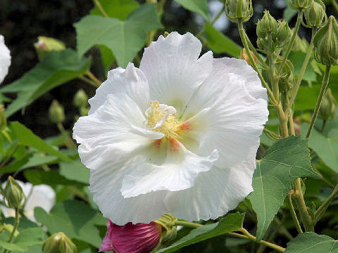 Hibiscus mutabilis cv. Versicol