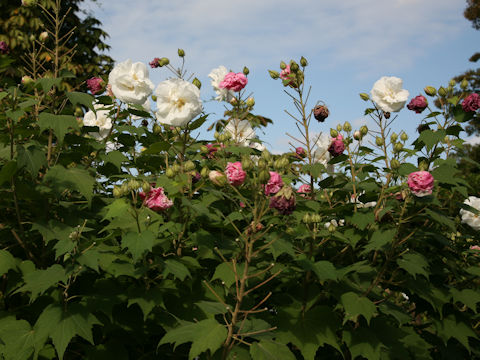 Hibiscus mutabilis cv. Versicolor