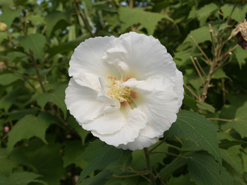 Hibiscus mutabilis cv. Versicolor