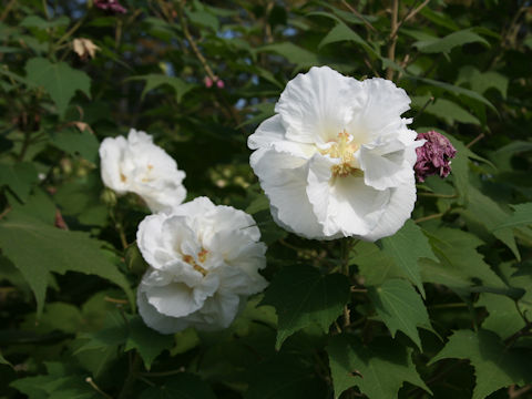 Hibiscus mutabilis cv. Versicolor