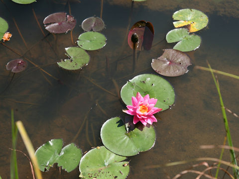 Nymphaea cv.