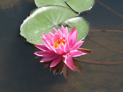 Nymphaea cv.