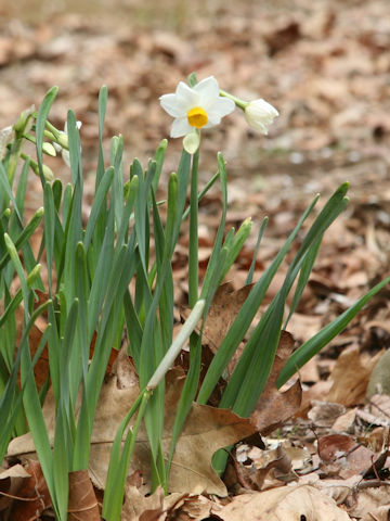 Narcissus tazetta var. chinensis