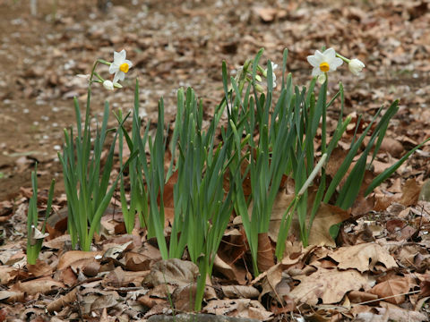 Narcissus tazetta var. chinensis
