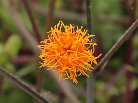 Gynura bicolor