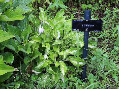Hosta undulata
