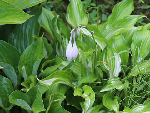 Hosta undulata