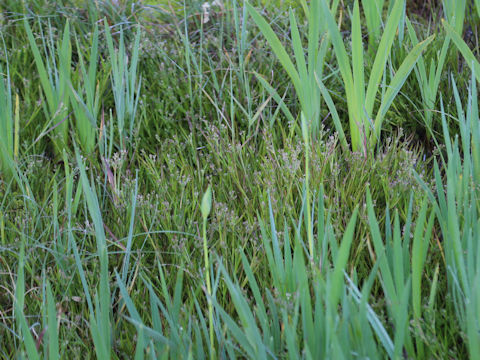 Poa annua