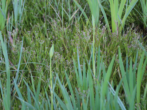 Poa annua