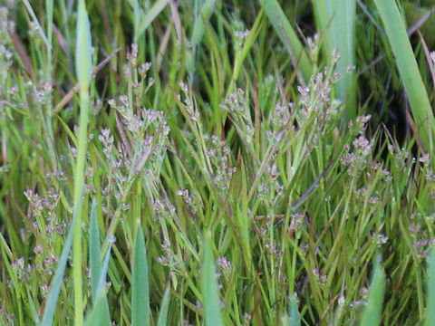 Poa annua
