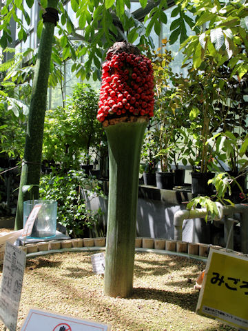 Amorphophallus titanum