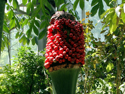 Amorphophallus titanum