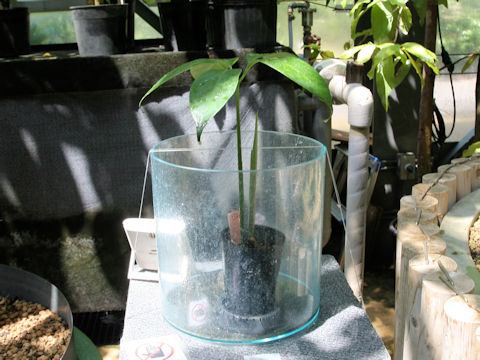 Amorphophallus titanum