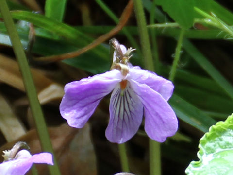Viola vaginata