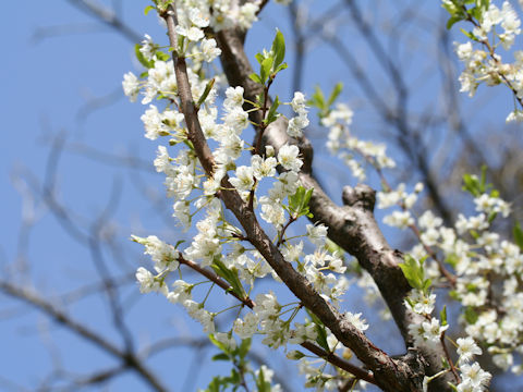 Prunus salicina cv. Santa Rosa