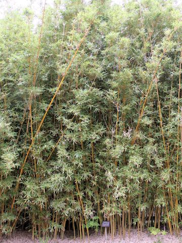 Bambusa multiplex f. alphonso-karri