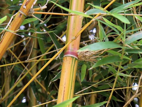 Bambusa multiplex f. alphonso-karri