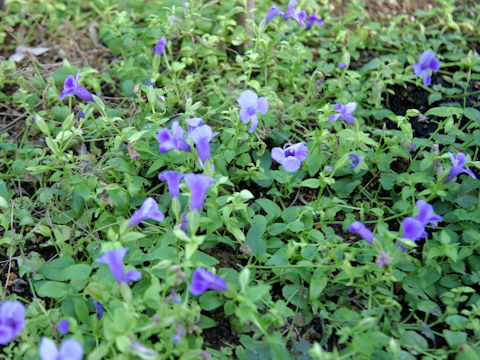 Torenia hybrid