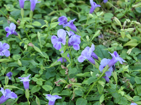 Torenia hybrid