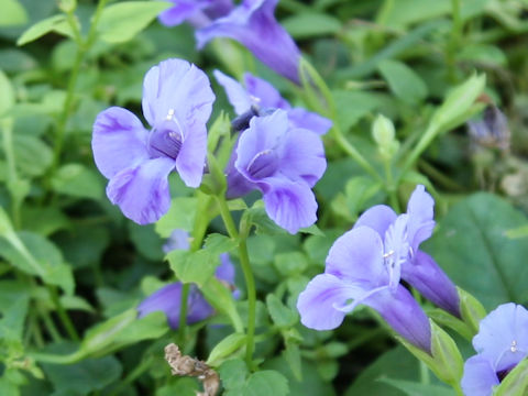 Torenia hybrid