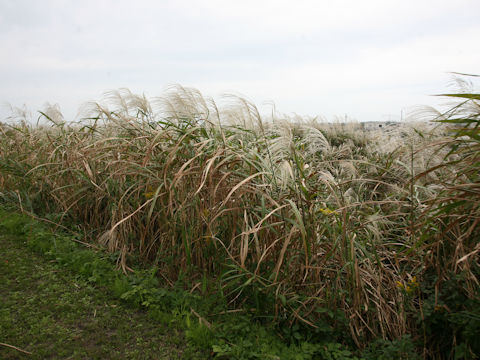 Miscanthus sinensis