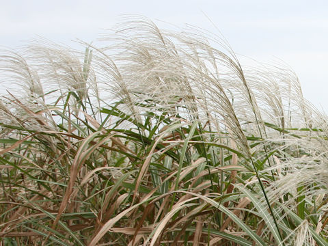 Miscanthus sinensis