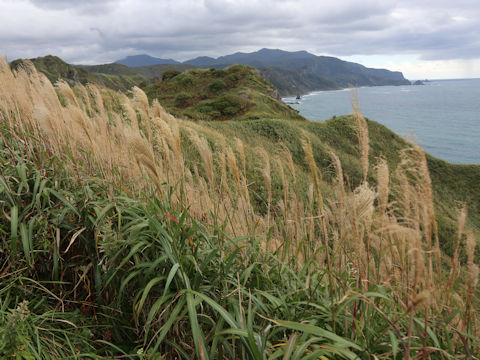 Miscanthus sinensis